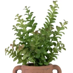 Northlight Real Touch™ Artificial Privet Plant In Vintage Milk Can Style Earthenware Pot - 14" -Northlight Store GUEST 1a1172c0 8aee 449c 8a57 8427e2db7a0e