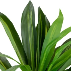 Northlight 36" Two-Tone Green Dracaena Artificial Potted Plant -Northlight Store GUEST 1b66c158 c164 4685 a6b0 15c1811b3cbe