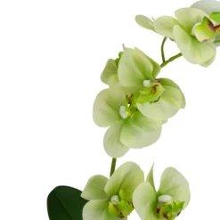 Northlight 14" Ivory, Green, And White Artificial Orchid Potted Plant Tabletop Decor 8 Northlight 14" Ivory, Green, And White Artificial Orchid Potted Plant Tabletop Decor -Northlight Store GUEST 205123bd 5059 4a03 beaa eb6f8a67b558