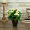 Northlight 11" Cream Potted Silk Begonia Spring Artificial Floral Arrangement -Northlight Store GUEST 236aa98a c29b 4603 abe6 f16dc0cb23b2