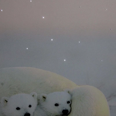 Northlight Fiber Optic Lighted Mama Polar Bear And Cubs Canvas Wall Art 23.5" X 15.5" 3 Northlight Fiber Optic Lighted Mama Polar Bear And Cubs Canvas Wall Art 23.5" X 15.5"