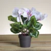 Northlight 12" Potted White Cyclamen Artificial Floral Arrangement -Northlight Store GUEST 2e4f2be0 46ea 4032 9f6a 71d073c7f868