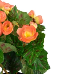 Northlight 11" Coral Pink Potted Silk Begonia Spring Artificial Floral Arrangement -Northlight Store GUEST 30d14bb4 e70a 426d 91bf ed2daaf1b2eb