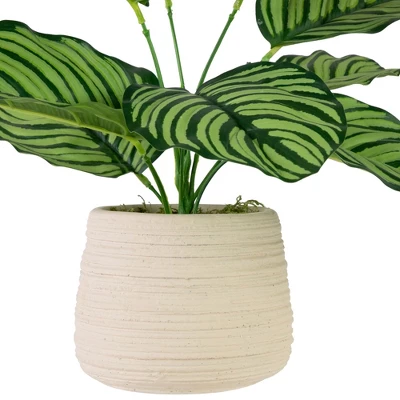 Northlight 13" Artificial Arrowroot Plant In Beige Ceramic Pot 5 Northlight 13" Artificial Arrowroot Plant In Beige Ceramic Pot - Image 3