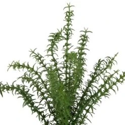 Northlight Real Touch™ Artificial Thyme Plant In Gray Ceramic Pot - 15" 12 Northlight Real Touch™ Artificial Thyme Plant In Gray Ceramic Pot - 15" -Northlight Store GUEST 3b1307e9 2ae1 4185 8a5f 9ccf8b567c12