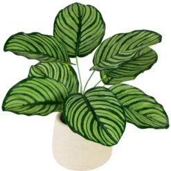 Northlight 13" Artificial Arrowroot Plant In Beige Ceramic Pot 10 Northlight 13" Artificial Arrowroot Plant In Beige Ceramic Pot -Northlight Store GUEST 473dae86 5300 4d2f 9768 35640d716124