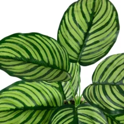 Northlight 13" Artificial Arrowroot Plant In Beige Ceramic Pot 11 Northlight 13" Artificial Arrowroot Plant In Beige Ceramic Pot -Northlight Store GUEST 5014b969 ba59 42e5 90d4 901bac4f896e