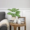 Northlight 13" Artificial Arrowroot Plant In Beige Ceramic Pot -Northlight Store GUEST 51c46d2b 14f6 40ea bfb0 751d94246799