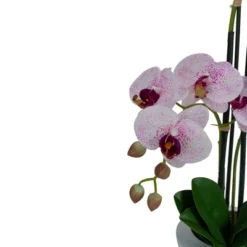 Northlight 21" Pink And White Artificial Orchid Plant In A White Pot -Northlight Store GUEST 5b9e67f6 80e1 4e1d abf2 c60d1a391750
