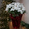 Northlight 26" White Artificial Christmas Poinsettia In Red Wrapped Base -Northlight Store GUEST 6efc75e4 04b0 47eb 8c31 7505aef26b70