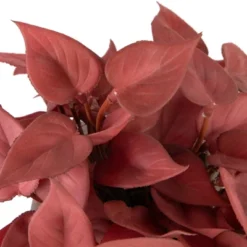 Northlight Real Touch™ Brick Red Artificial Peperomia Plant In Square Lattice Designed Pot - 7 " -Northlight Store GUEST 70def9b5 7523 4339 9c8e 8910be785f4f