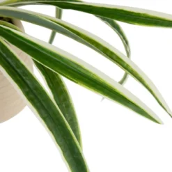 Northlight 20" Artificial Dracaena Plant In Beige Ceramic Pot -Northlight Store GUEST 748ee981 4763 42e4 9d1f 944e04cf3309