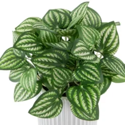 Northlight 6.5" Artificial Watermelon Peperomia Plant In White Pot 9 Northlight 6.5" Artificial Watermelon Peperomia Plant In White Pot -Northlight Store GUEST 9079f9c0 50f3 48c3 a793 402ad44bf4dd