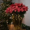 Northlight 28" Dark Pink Artificial Christmas Poinsettia With Gold Wrapped Base -Northlight Store GUEST 92edeb36 945e 4f26 9900 20c26df24a8c