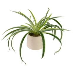 Northlight 20" Artificial Dracaena Plant In Beige Ceramic Pot -Northlight Store GUEST 9d1a958d d333 46d4 8234 7fe0ff843c34
