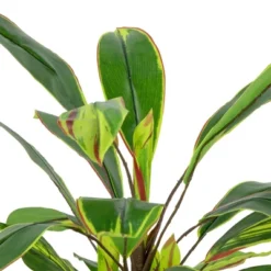 Northlight 25" Dracaena Artificial Potted Plant - Green/White -Northlight Store GUEST a44f29cb 933c 4933 b219 184802d4ffa6