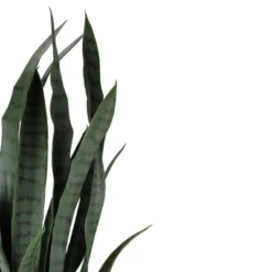 Northlight 29" Potted Two Tone Green And Black Artificial Snake Plant -Northlight Store GUEST a4b75d5c 1271 4a5c 81a0 a26373f70f86