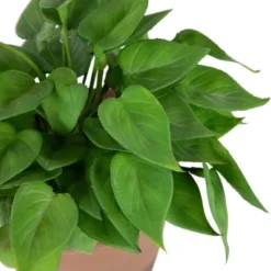 Northlight Real Touch™ Artificial Peperomia Watermelon Begonia Plant In Terracotta Style Pot - 7" 13 Northlight Real Touch™ Artificial Peperomia Watermelon Begonia Plant In Terracotta Style Pot - 7" -Northlight Store GUEST ad7cdec5 a507 4b2c bc90 d738c6d602ef