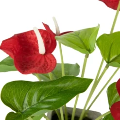 Northlight 12" Red Anthurium Spring Floral Artificial Plant In A Square Pot -Northlight Store GUEST aef0b94f 2696 45aa abb6 7ff33668bbde