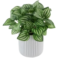 Northlight 6.5" Artificial Watermelon Peperomia Plant In White Pot 8 Northlight 6.5" Artificial Watermelon Peperomia Plant In White Pot -Northlight Store GUEST b0d66988 1823 43f5 9d15 74b5c49a9c43