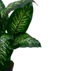 Northlight 36" Artificial Green And Ivory Variegated Leaf Dieffenbachia Potted Plant -Northlight Store GUEST b31922d8 b1fa 4887 a24a c508309c9dd1