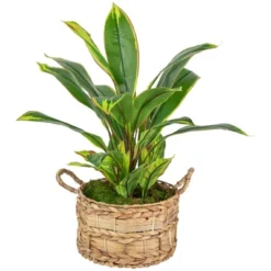 Northlight 25" Dracaena Artificial Potted Plant - Green/White -Northlight Store GUEST bae704e3 ac06 4e5d 9459 04eb7631f95a