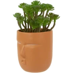 Northlight 5.5" Mini Artificial Succulent In Face Planter Pot 10 Northlight 5.5" Mini Artificial Succulent In Face Planter Pot -Northlight Store GUEST bb4aa3e4 9db6 4432 b405 eff5c564a597
