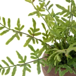 Northlight Real Touch™ Artificial Fern Plant In Orb Pot 11" -Northlight Store GUEST bed5cc52 9481 4838 b19d cda516f41fb7