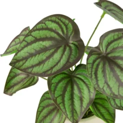 Northlight 10.25" Artificial Peperomia Plant In Two-Tone Ceramic Pot 11 Northlight 10.25" Artificial Peperomia Plant In Two-Tone Ceramic Pot -Northlight Store GUEST c2672db8 86e5 4fc6 9ac4 75c6abe68940