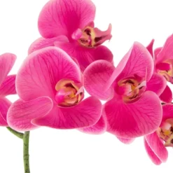 Northlight Real Touch™ Pink Artificial Spring Orchids In A Striped Ceramic Pot 2" -Northlight Store GUEST cd41d2f6 fc3e 4e63 b6e2 ec95eb98413e