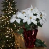 Northlight 22" White Artificial Christmas Poinsettia Flowers With Red Wrapped Base -Northlight Store GUEST d3c4483f 7612 4a36 9675 e2bd96a693df