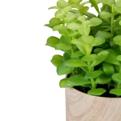 Northlight 10" Green Artificial Privet Plant In Faux Wood Pot -Northlight Store GUEST ddbb653c 2efc 40a5 828e 194247d02f2b