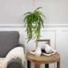 Northlight 18" Artificial Fern Plant With Moss Ball And Hanging Jute Cord 1 Northlight 18" Artificial Fern Plant With Moss Ball And Hanging Jute Cord -Northlight Store GUEST dec110eb 010d 41dd b3ba d1831a149d93