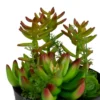 Northlight 8" Mixed Succulent Artificial Plant Arrangement In Pot - Green/Red 2 Northlight 8" Mixed Succulent Artificial Plant Arrangement In Pot - Green/Red -Northlight Store GUEST ded2932b 616c 4f16 bbe6 607d43679b4d