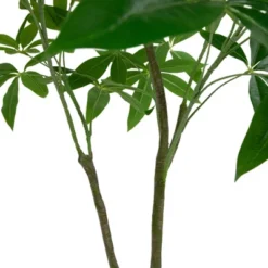 Northlight 4' Artificial Unbraided Potted Green Money Tree 12 Northlight 4' Artificial Unbraided Potted Green Money Tree -Northlight Store GUEST e3bbff48 72e4 407c 9eda e081df5f8785