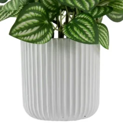 Northlight 6.5" Artificial Watermelon Peperomia Plant In White Pot 11 Northlight 6.5" Artificial Watermelon Peperomia Plant In White Pot -Northlight Store GUEST f6d3cd43 7815 4770 a5ae 8c792abc677f