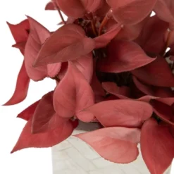 Northlight Real Touch™ Brick Red Artificial Peperomia Plant In Square Lattice Designed Pot - 7 " -Northlight Store GUEST f8be36eb 260a 4740 a2df be126ce6c18d