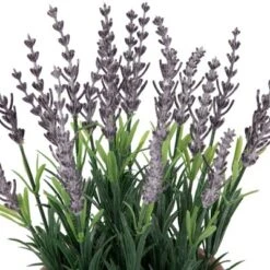 Northlight 10" Artificial Lavender And Leaves In Weathered Pot 11 Northlight 10" Artificial Lavender And Leaves In Weathered Pot -Northlight Store GUEST f9b847f6 2b3d 4874 9647 fe35ba12d9b2