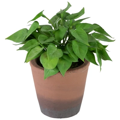 Northlight Real Touch™ Artificial Peperomia Watermelon Begonia Plant In Terracotta Style Pot - 7" 4 Northlight Real Touch™ Artificial Peperomia Watermelon Begonia Plant In Terracotta Style Pot - 7" - Image 2